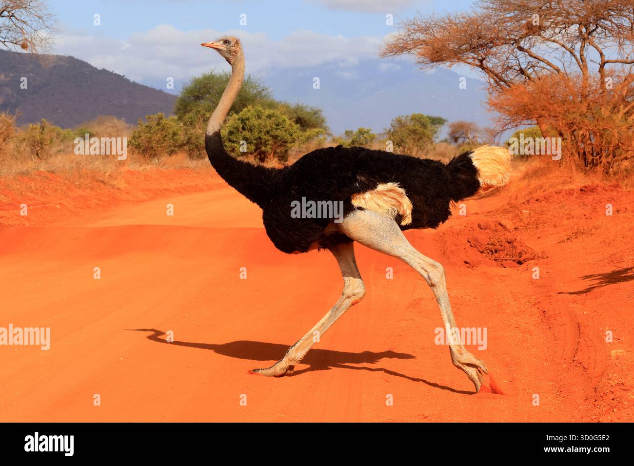 Struzzo somalo (struthio molybdophanes) Foto Stock