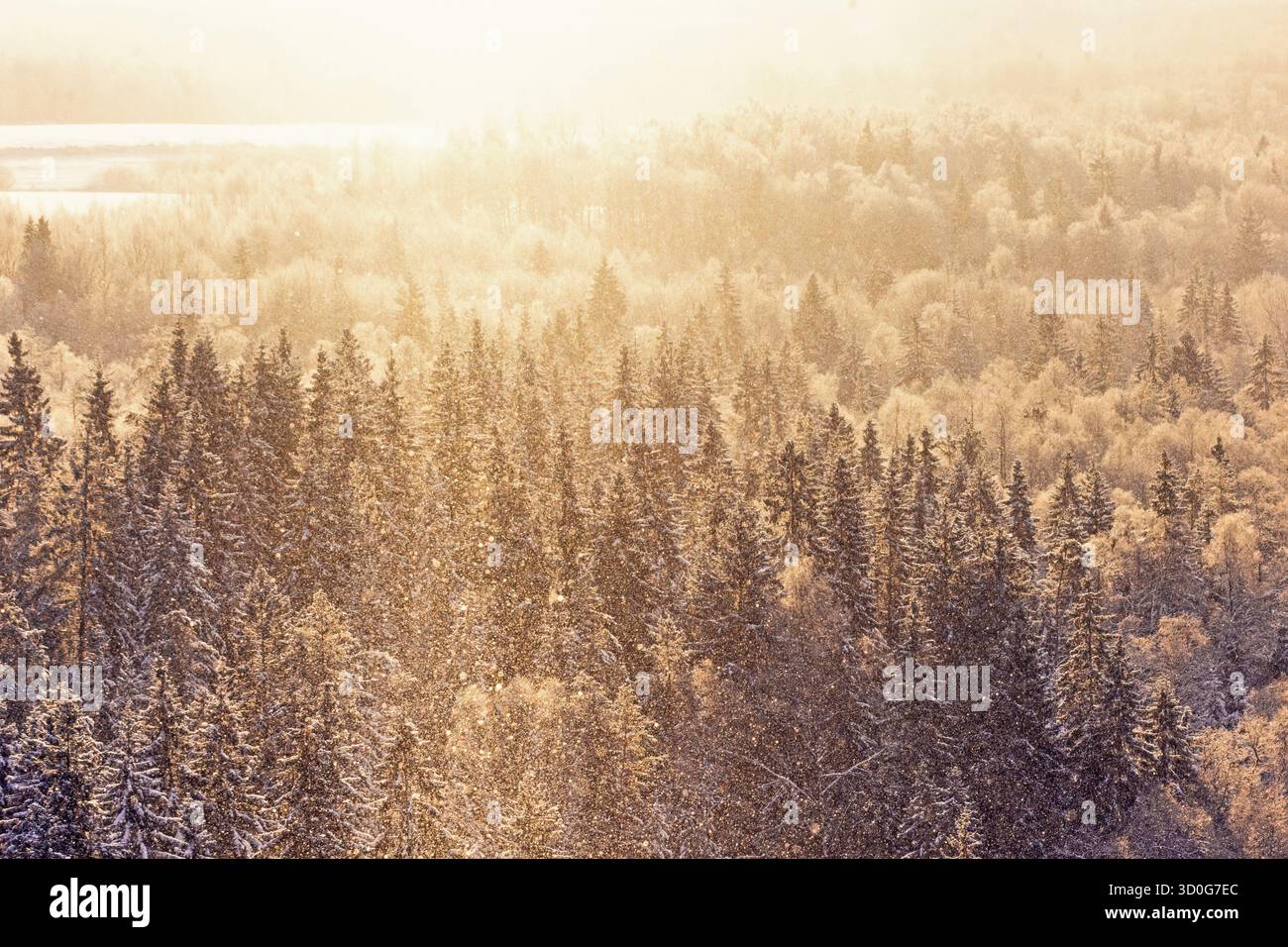 Nevicata retroilluminata sopra una foresta in inverno Foto Stock