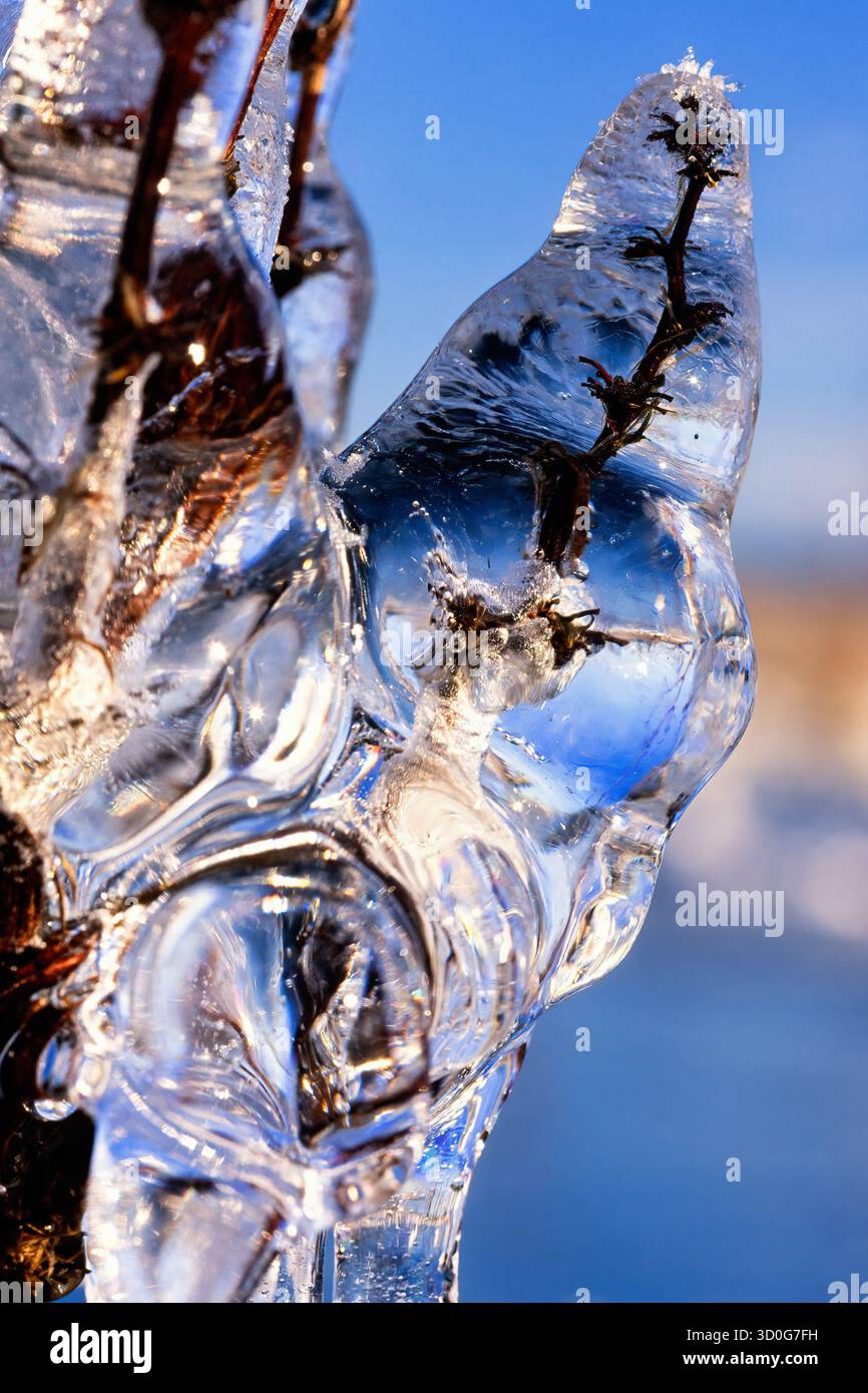 Ramo coperto di ghiaccio una fredda giornata invernale Foto Stock