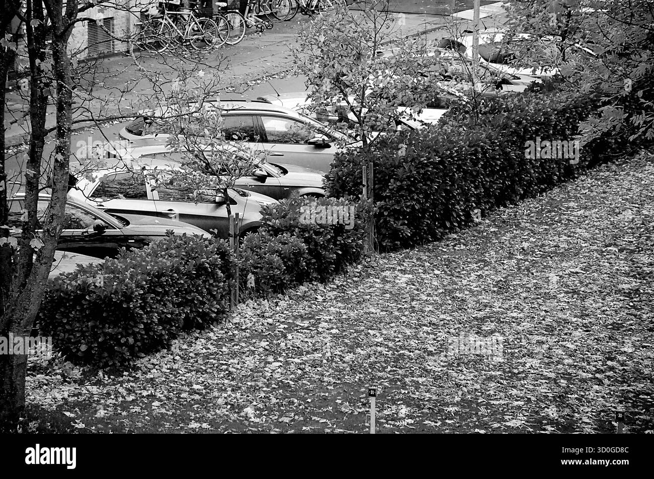 Copenaghen/ Danimarca/23 .OTTOBRE 2025/autunno foglie e alberi a colori n kastrup copenhagen..foto.Francis Joseph DeAnn/Dean immagini non per uso commerciale e solo per uso editoriale Foto Stock