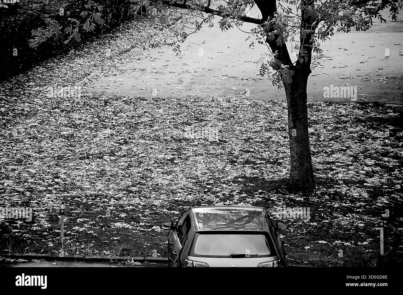 Copenaghen/ Danimarca/23 .OTTOBRE 2025/autunno foglie e alberi a colori n kastrup copenhagen..foto.Francis Joseph DeAnn/Dean immagini non per uso commerciale e solo per uso editoriale Foto Stock