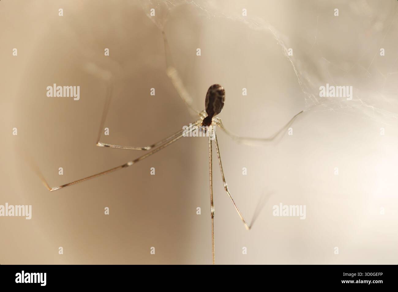 Foto macro estrema di un papà con gambe lunghe ragno su una ragnatela Foto Stock
