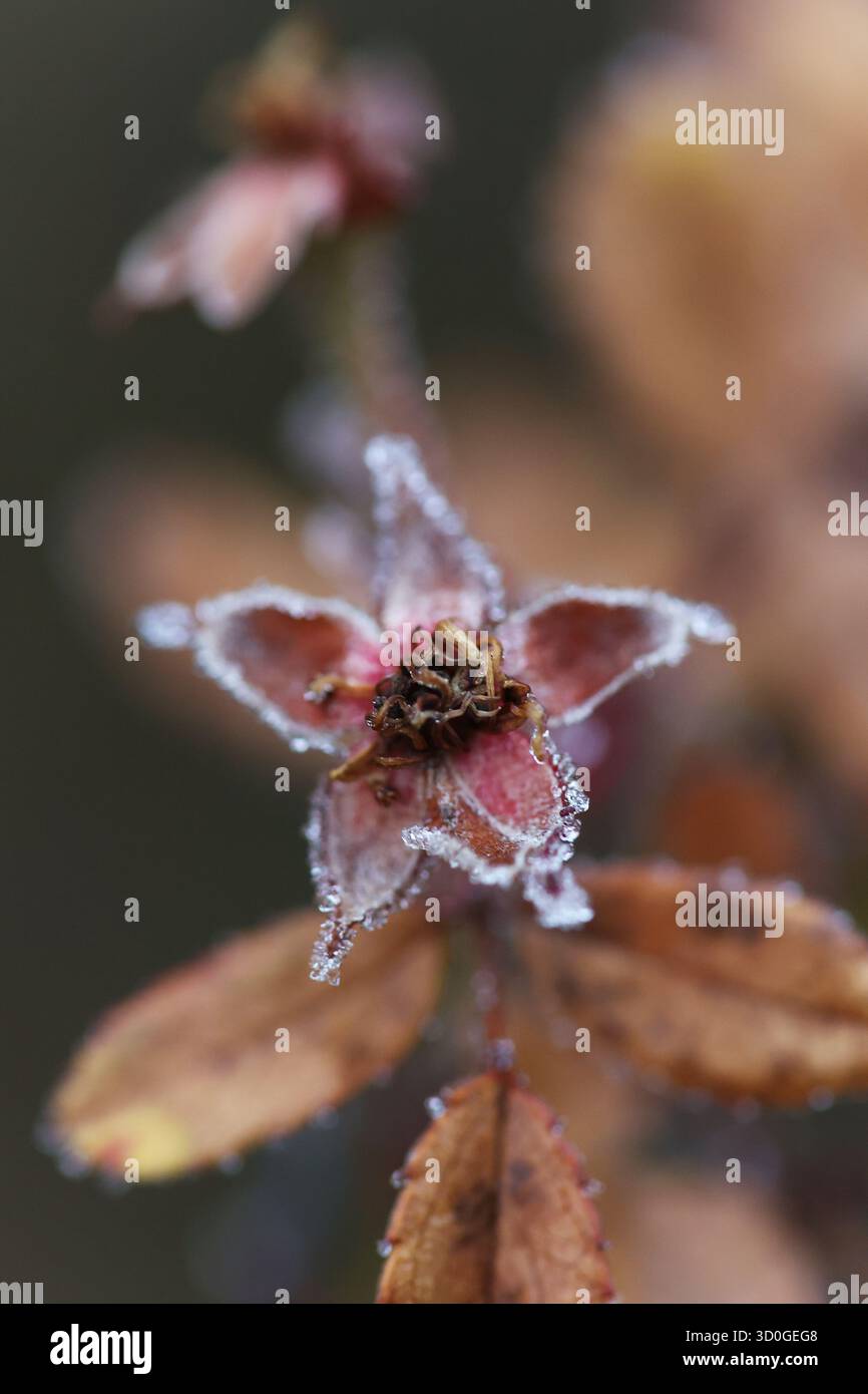 Radice gialla sovrasoffiata ricoperta di gelo alla luce del mattino d'inverno Foto Stock