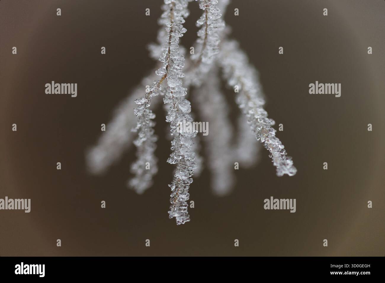 Foto macro di cristalli di ghiaccio su gambo d'erba essiccato in inverno Foto Stock