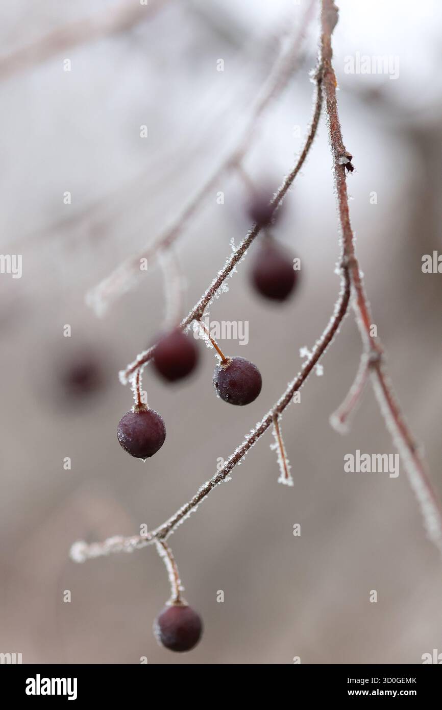 Bacche invernali buie ricoperte di ghiaccio su rami ghiacciati Foto Stock