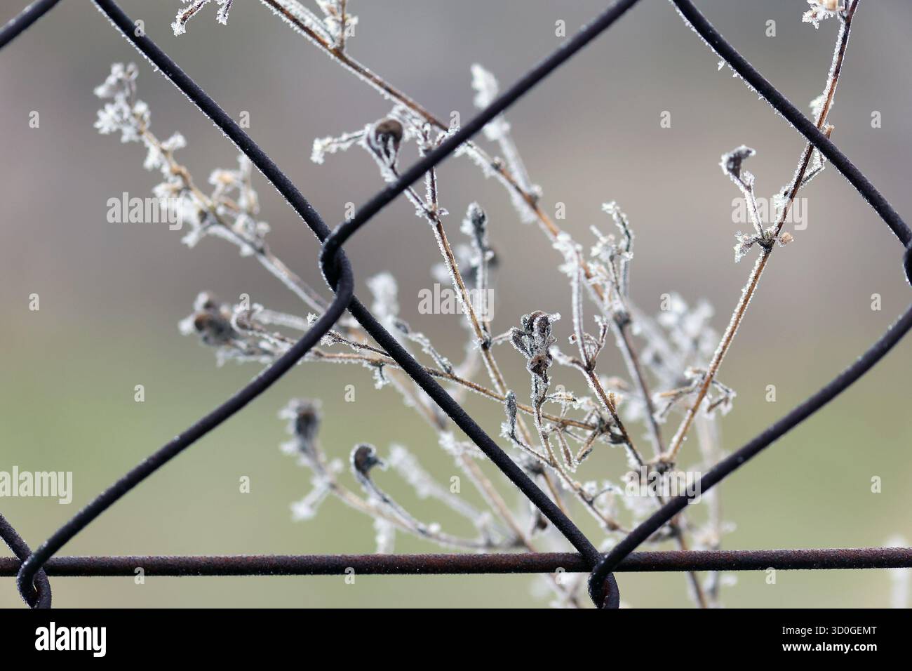 I rami Frosty si trovano dietro una recinzione metallica in inverno Foto Stock