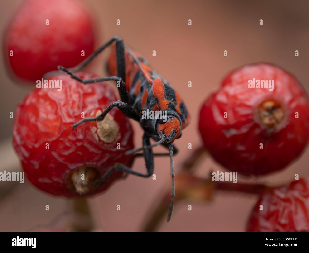 Foto macro di un insetto rosso e nero sui fianchi delle rose. La struttura dettagliata del corpo e le bacche rugose accentuano il contrasto della natura Foto Stock