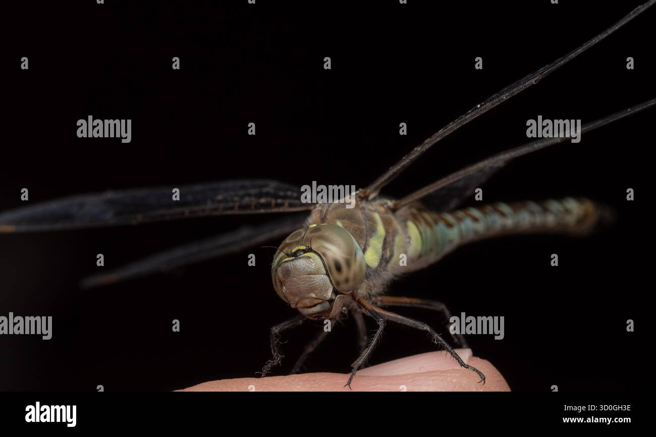 Foto ravvicinata di una libellula seduta su un dito umano su uno sfondo nero. L'immagine mostra grandi occhi composti, ali trasparenti Foto Stock