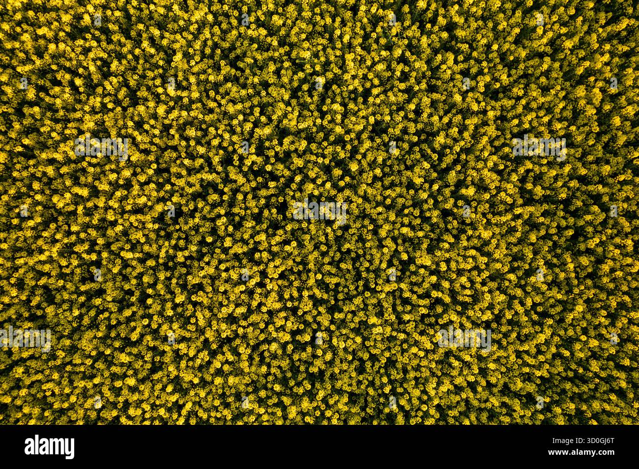 Vista aerea di una fitta tettoia di alberi, un mare di verde e oro che si estende a perdita d'occhio, Mannheim, Baden-Württemberg, Germania. Foto Stock