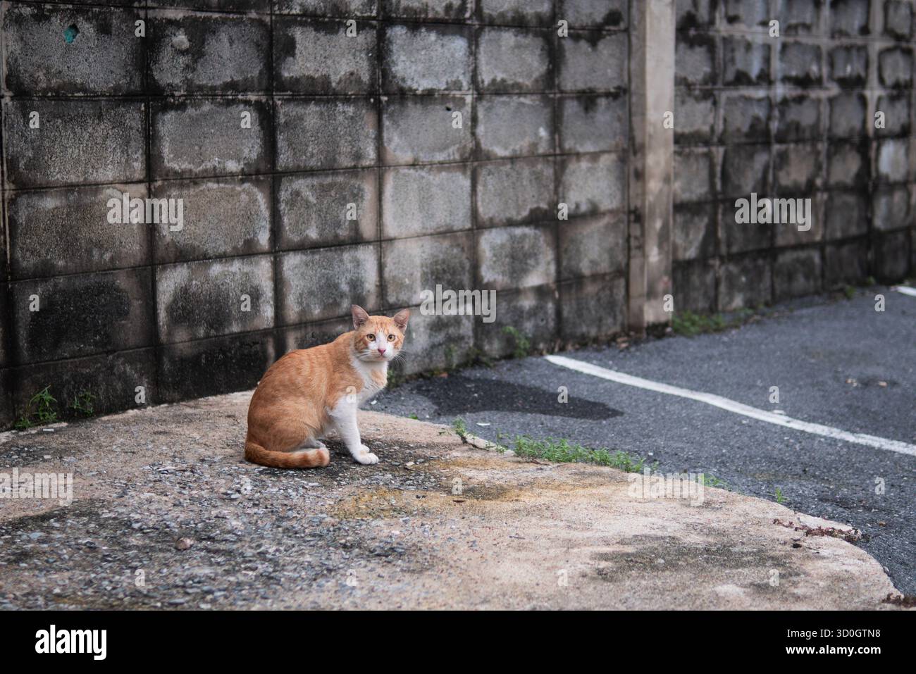Gatto arancio randagio seduto nell'area parcheggio grunge Foto Stock