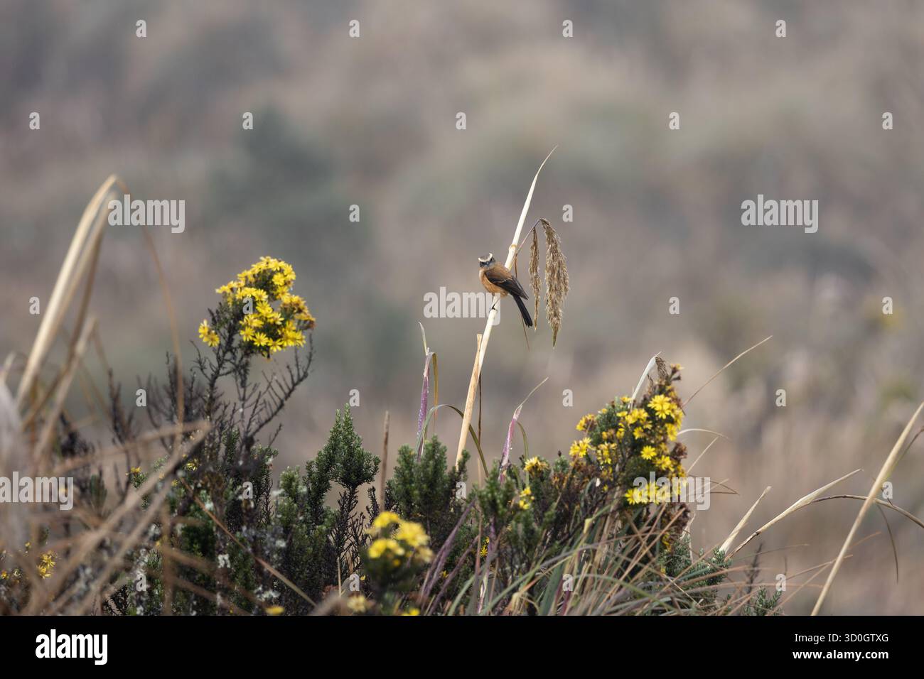 Tiranno di Chat (Ochthoeca fumicolor) a dorso di marrone arroccato tra i fiori gialli di Páramo nel Parco nazionale di Cayambe-Coca, Ecuador. Foto Stock