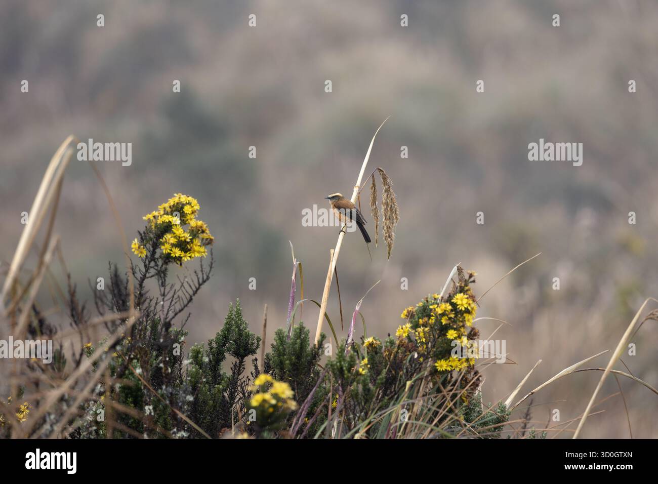 Tiranno di Chat (Ochthoeca fumicolor) a dorso di marrone arroccato tra i fiori gialli di Páramo nel Parco nazionale di Cayambe-Coca, Ecuador. Foto Stock