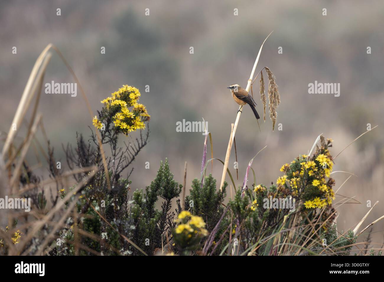 Tiranno di Chat (Ochthoeca fumicolor) a dorso di marrone arroccato tra i fiori gialli di Páramo nel Parco nazionale di Cayambe-Coca, Ecuador. Foto Stock