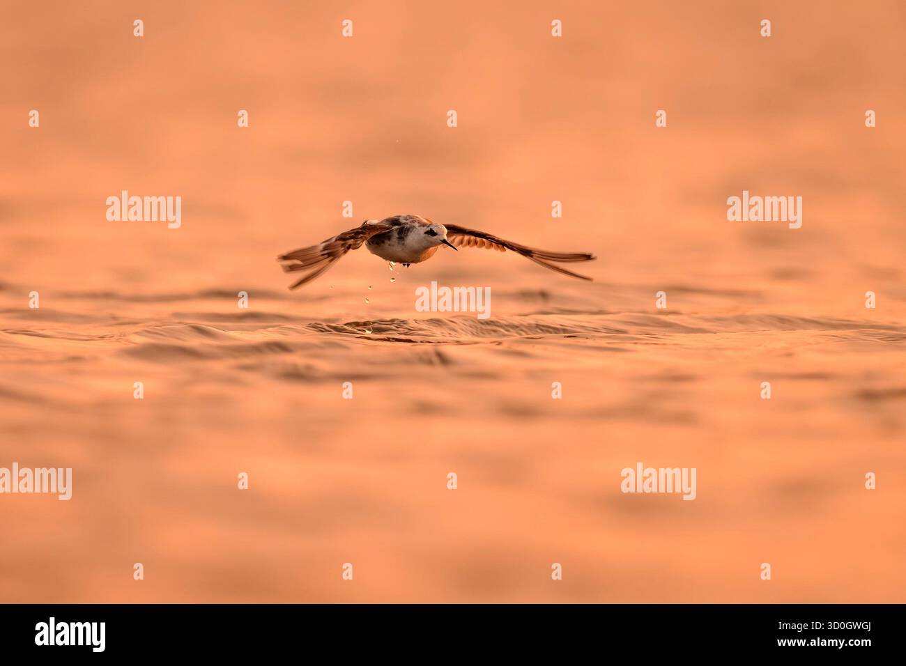 Uccelli che volano sull'acqua, fotografano la natura, gli animali e la vista del tramonto Foto Stock