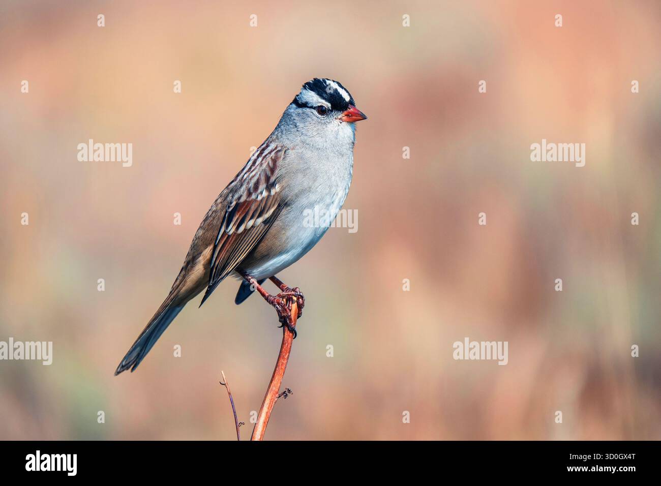 Passero dalla corona bianca appollaiato sulla fotografia di uccelli selvatici Foto Stock