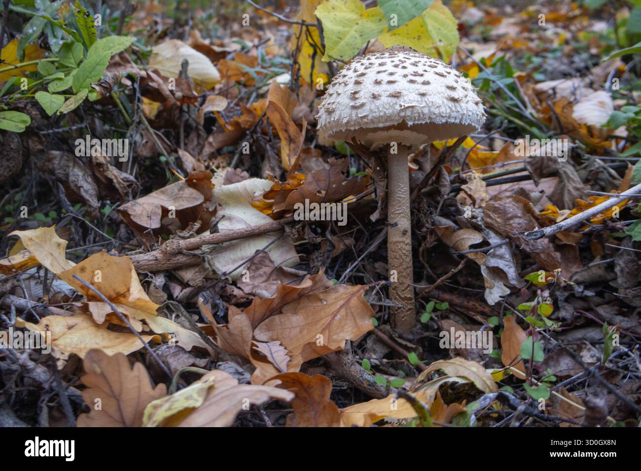 Procera di Macrolepiota, fungo Parasol che cresce tra le foglie autunnali cadute nella foresta. Foto Stock