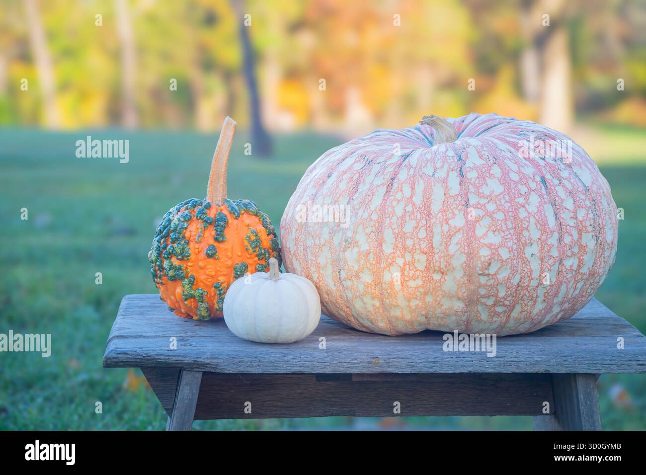 Le zucche si siedono su una vecchia panchina di legno con gli alberi che cambiano colore sullo sfondo Foto Stock