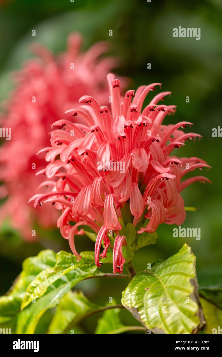 Justicia carnea, comunemente conosciuta come il fiore di pennacchio brasiliano Foto Stock