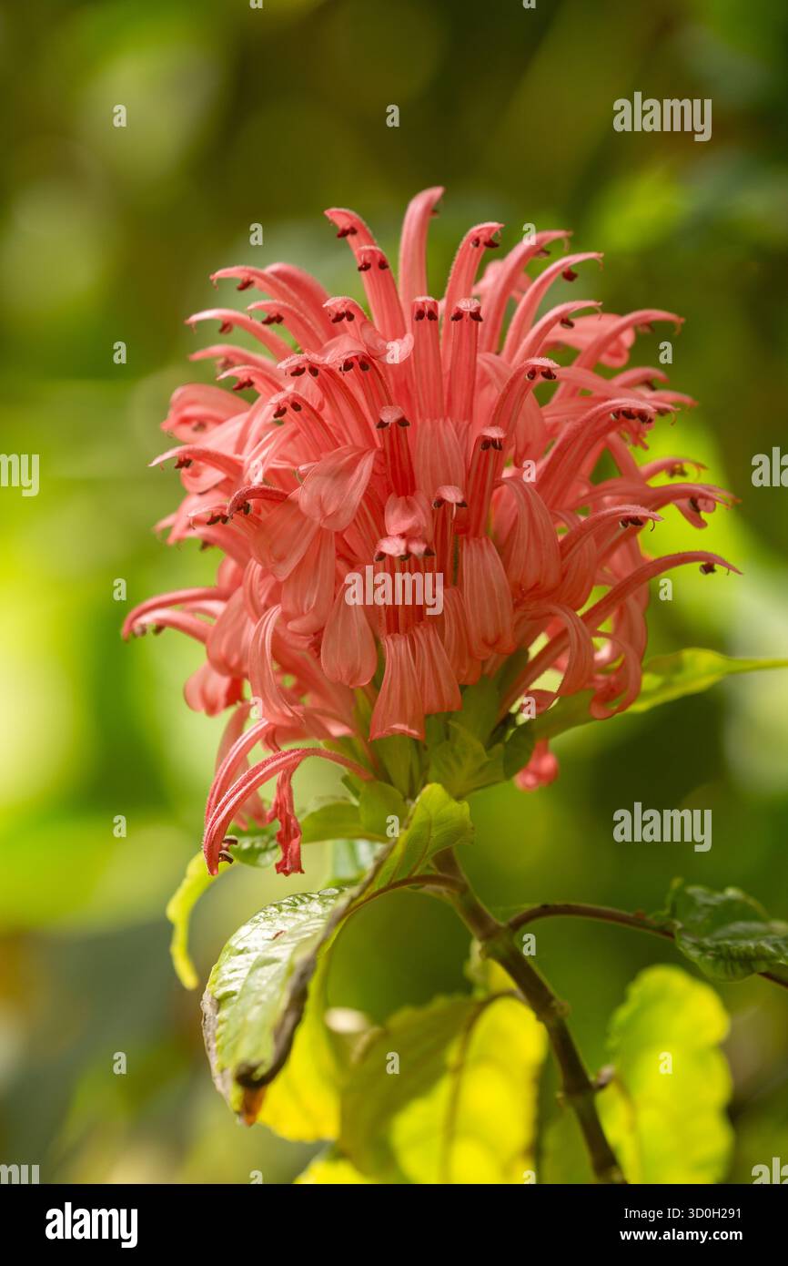 Justicia carnea, comunemente conosciuta come il fiore di pennacchio brasiliano Foto Stock