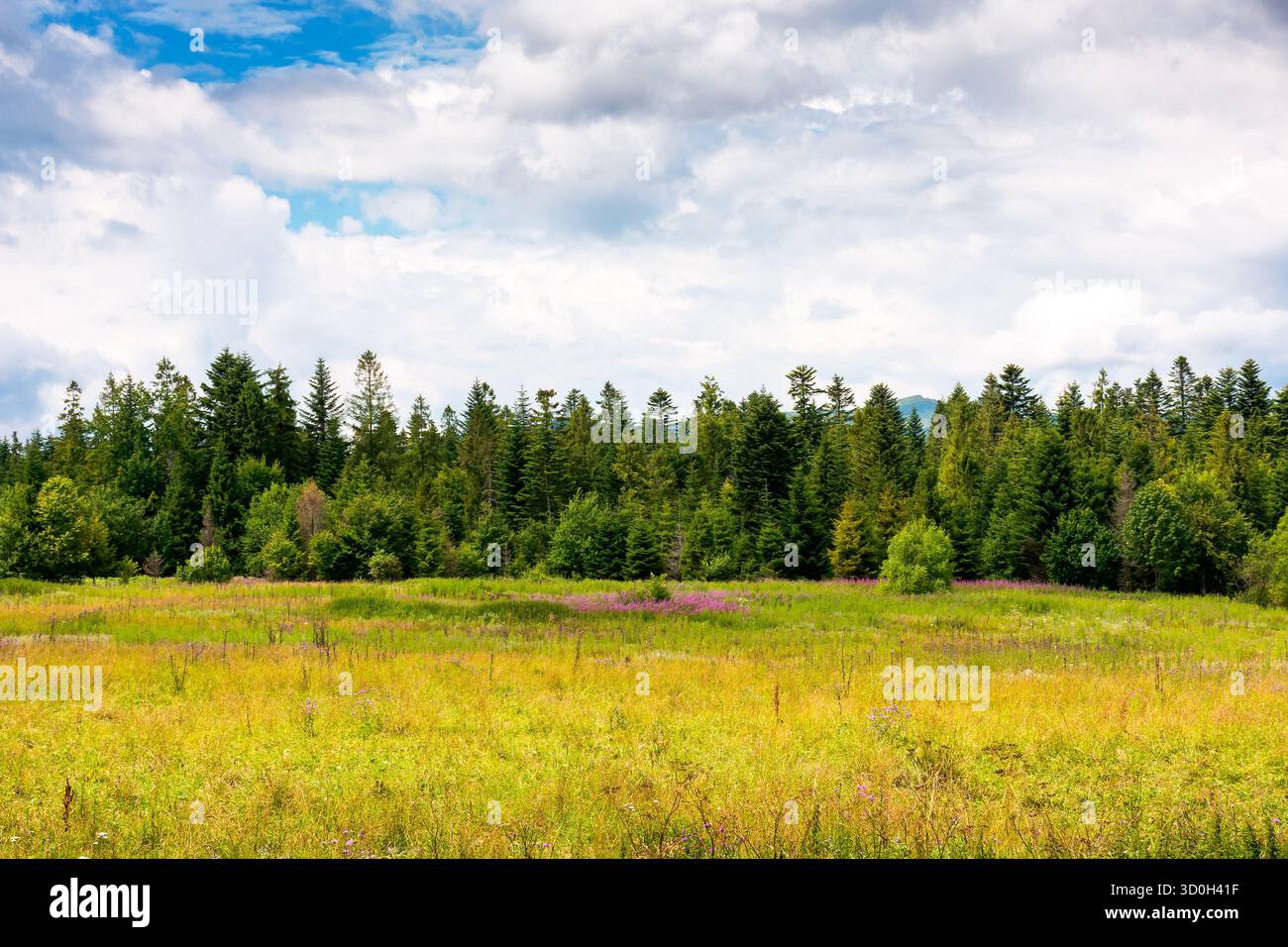 paesaggio rurale con campo verde nel bellissimo altopiano dell'ucraina. fondo agricolo con foresta di conifere e montagna in distanza inferiore a h Foto Stock