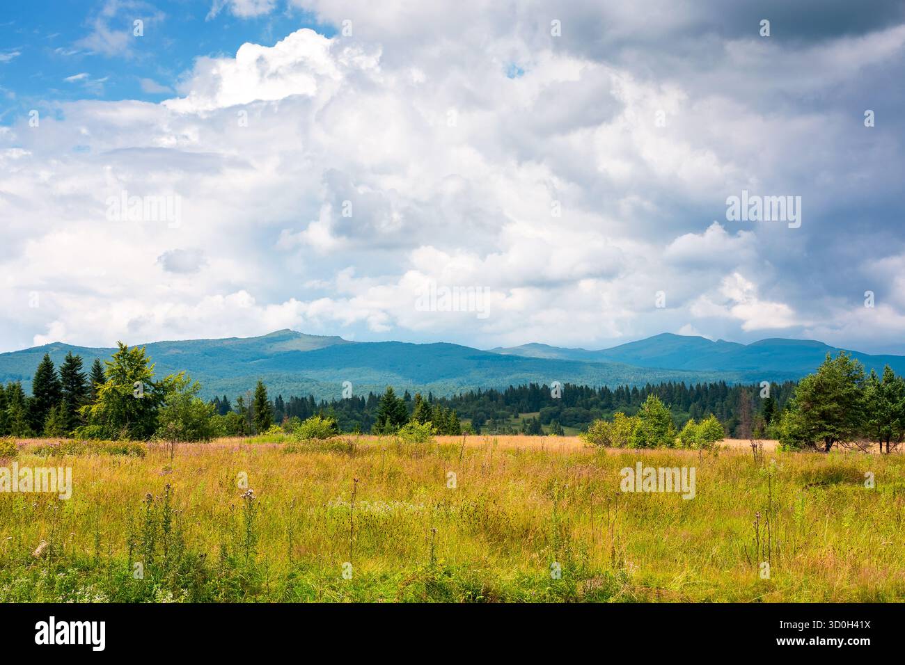 paesaggio rurale con campo verde nel bellissimo altopiano dell'ucraina. fondo agricolo con foresta di conifere e montagna in distanza inferiore a h Foto Stock