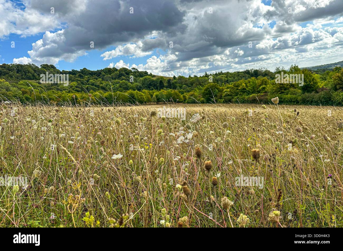 Riserva naturale di Kemsing Downs, Kent. Primo piano: Fiori selvatici tardivi con cielo blu e grandi nuvole bianche soffici Foto Stock