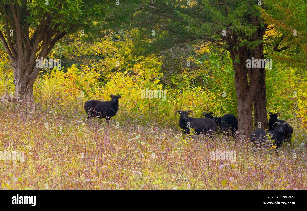 Pecora delle Ebridi nere che pascolano nella riserva naturale di Kemsing Downs, incorniciata sotto due alberi tra vibranti fiori selvatici Foto Stock