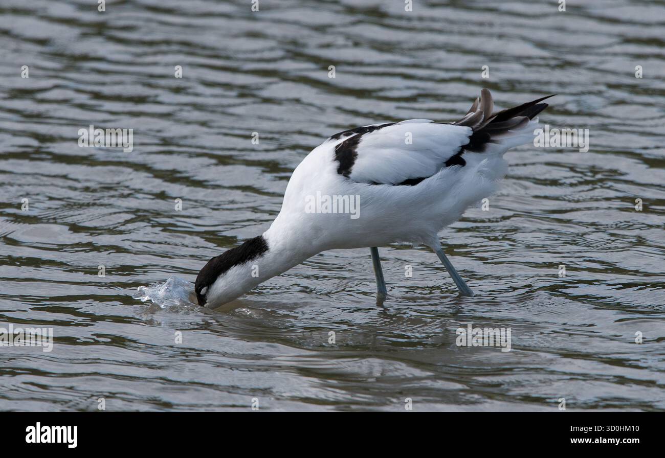 Avocet in vista ravvicinata con il becco in profondità nell'acqua mentre si alimenta nella parte centrale dell'immagine e senza distrazioni Foto Stock