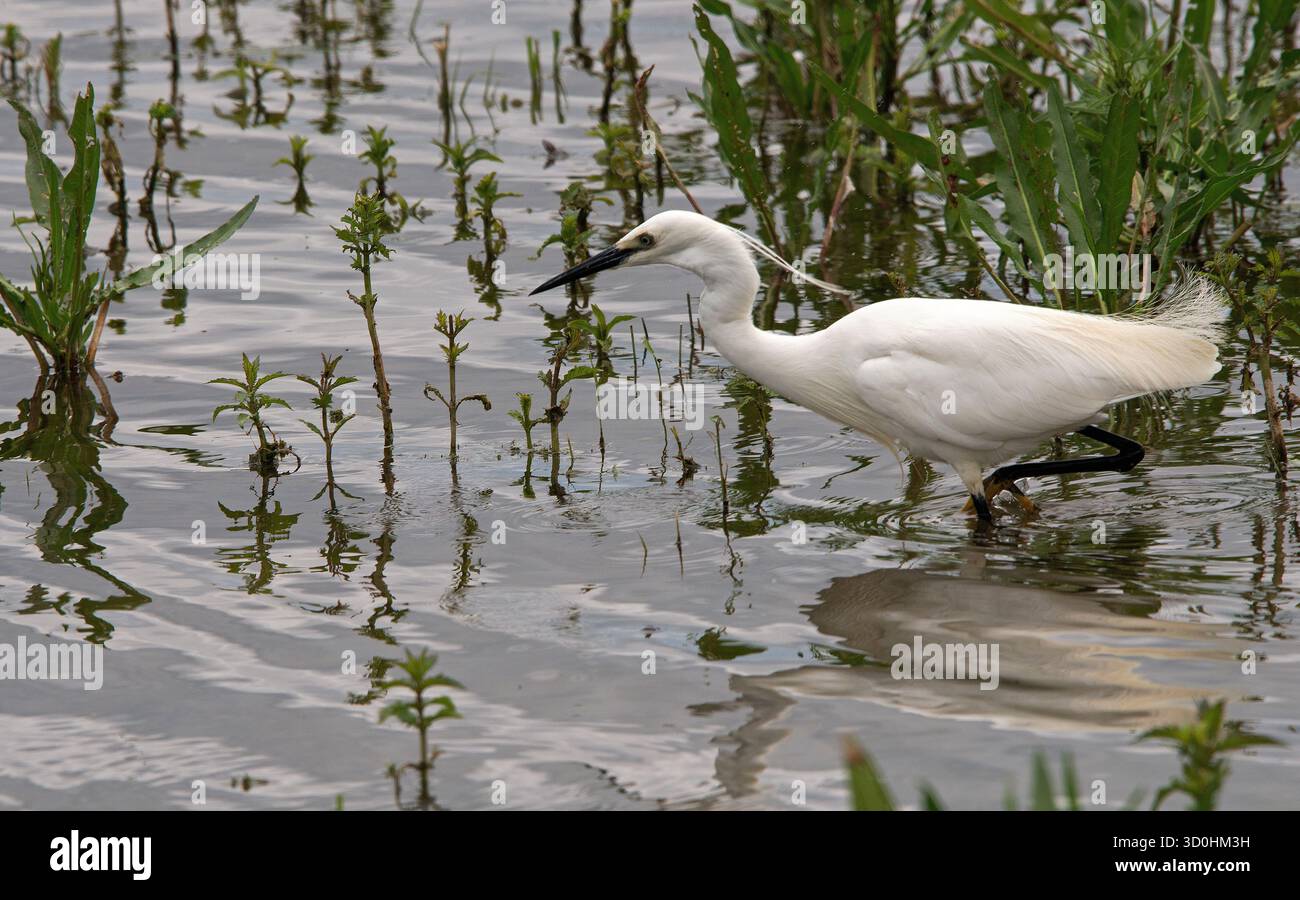 Little Egret in acque poco profonde con vista a profilo completo, camminando da destra a sinistra nell'immagine con riflessi e canne come sfondo Foto Stock