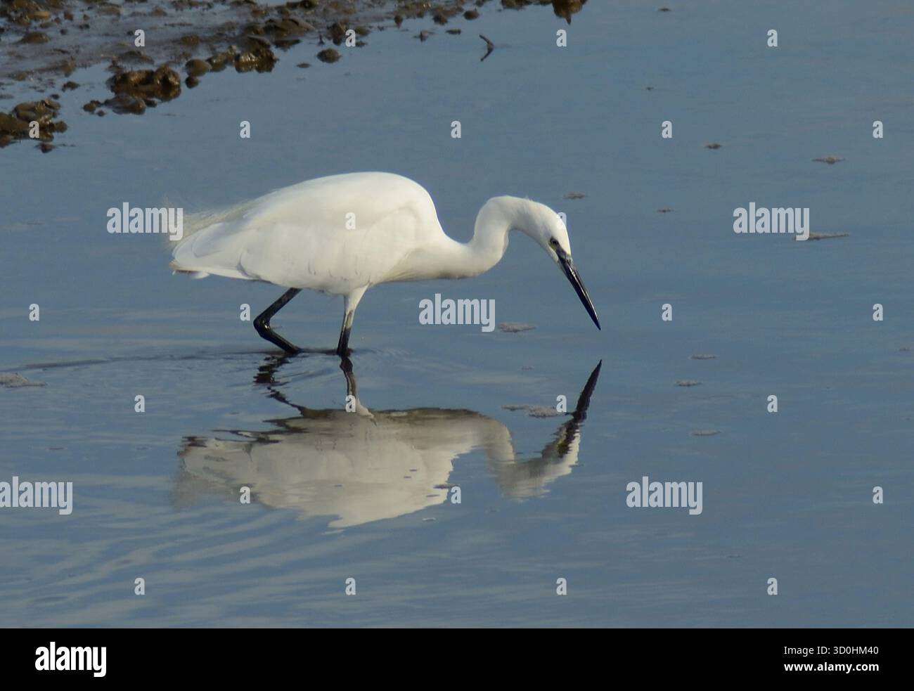 Piccola Egret in vista ravvicinata che si muove da sinistra a destra in acque poco profonde e con un riflesso chiaro e completo mentre guarda verso il basso nell'acqua Foto Stock