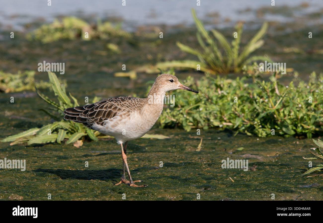 Redshank nella vista laterale è molto luminosa e tutti i dettagli sono chiaramente visibili guardando a destra con sfondo di vegetazione naturale Foto Stock