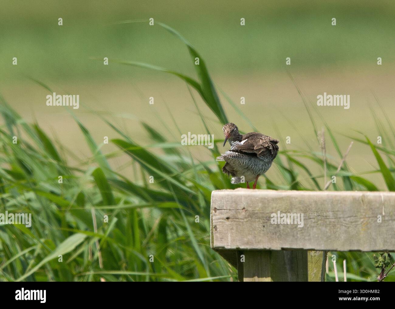 Redshank in piedi sulla recinzione girando e guardando indietro verso l'osservatore con i dettagli chiaramente visibili e nell'ambiente naturale e nell'habitat Foto Stock