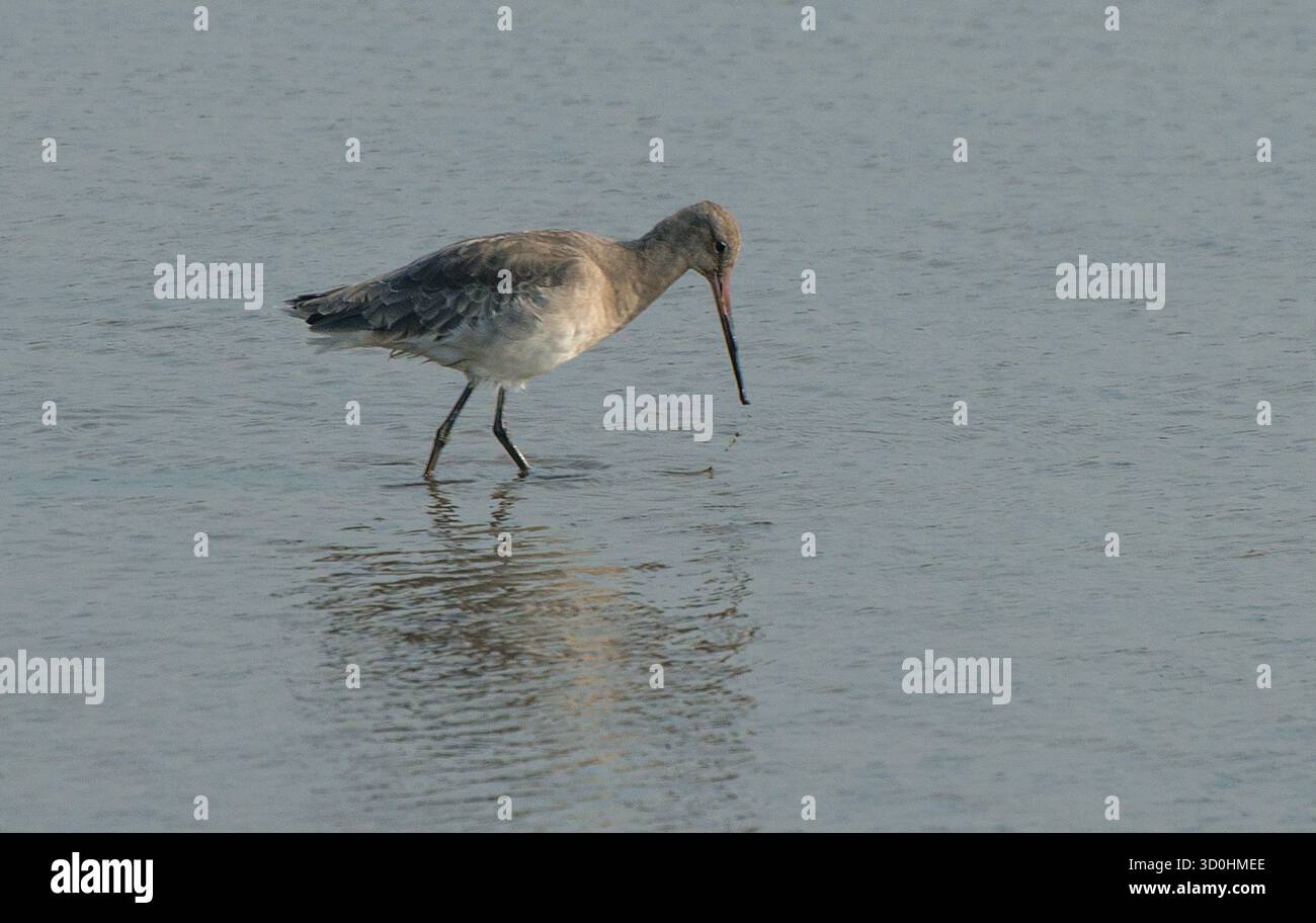 Bar Tailed Godwit in vista ravvicinata e vista in buona luce guardando in basso verso l'acqua mentre si sposta da sinistra a destra in un'immagine in stile paesaggio Foto Stock