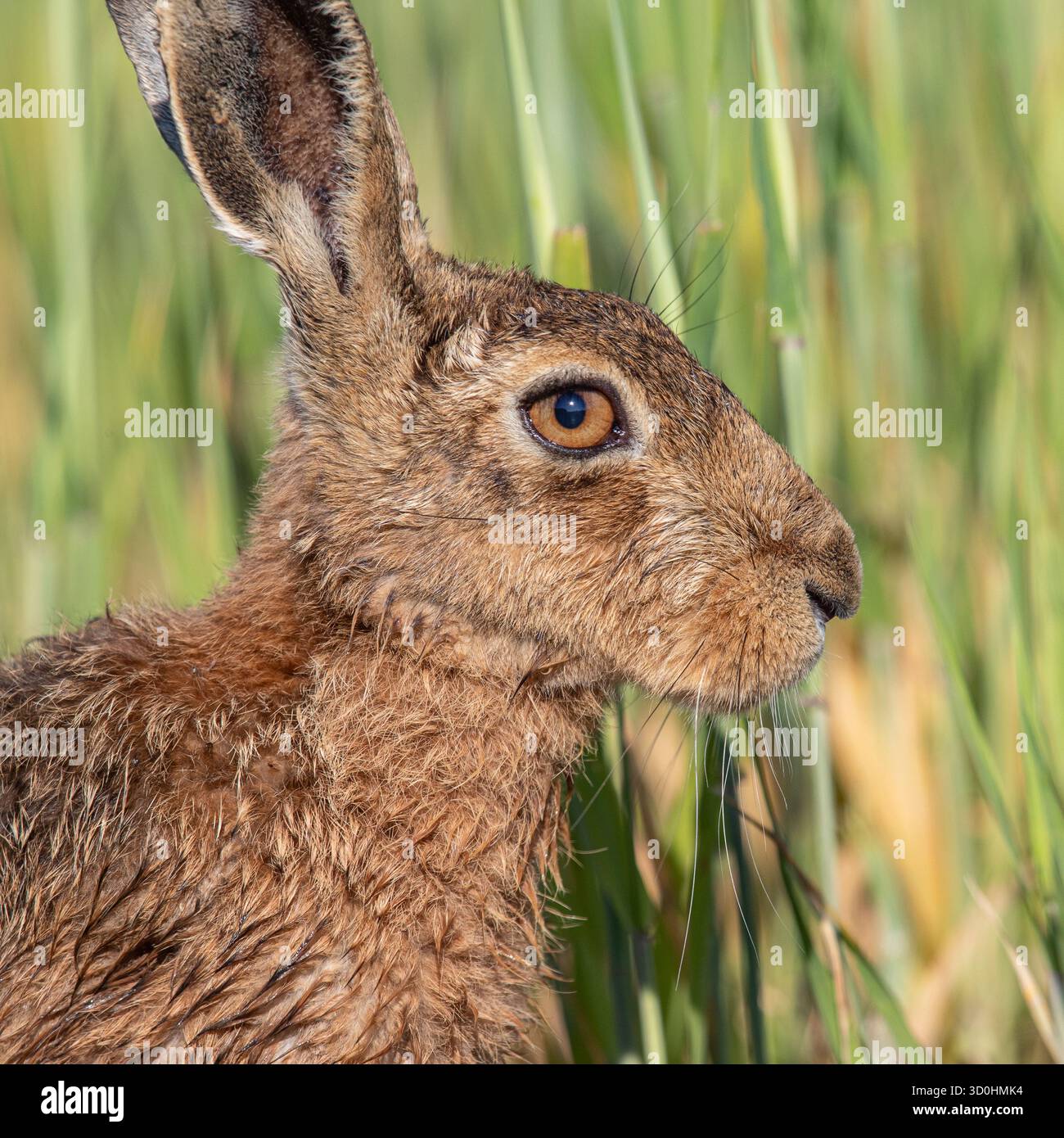 Un ritratto ravvicinato e dettagliato di Lepus europaeus (Lepus europaeus). Mostra baffi, orecchie enormi e occhi d'arancia. Preso contro l'orzo. Suffolk, Regno Unito Foto Stock
