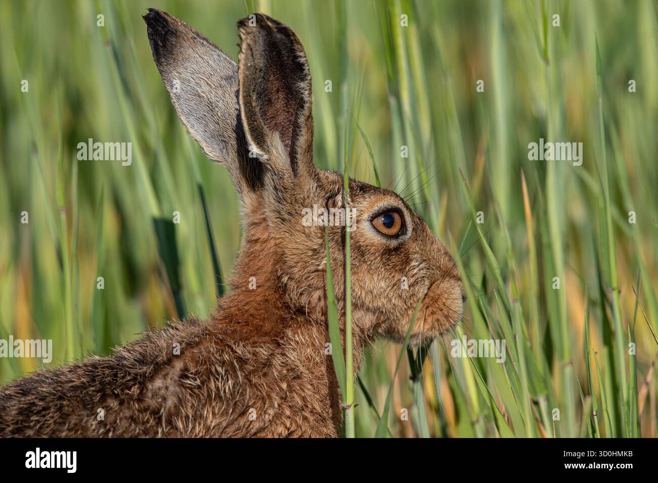 Un ritratto ravvicinato e dettagliato di Lepus europaeus (Lepus europaeus). Mostra baffi, orecchie enormi e occhi d'arancia. Preso contro l'orzo. Suffolk, Regno Unito Foto Stock