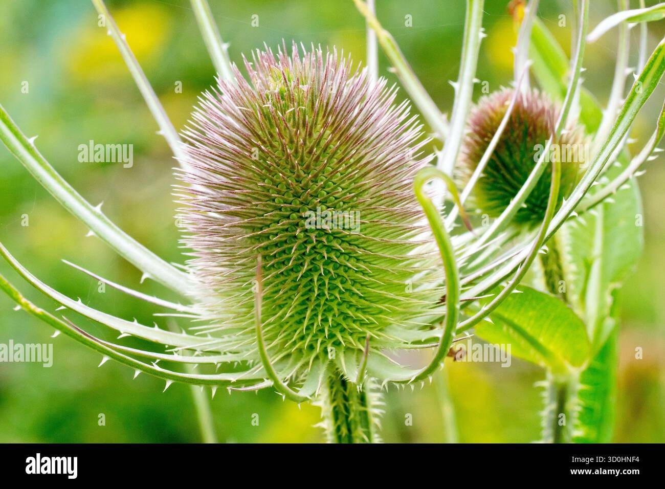Teasel (dipsacus fullonum), primo piano che mostra la testa di fichi d'India, ancora in bocciolo, di questa pianta impressionante. Foto Stock