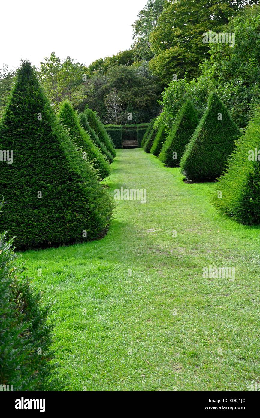 Alberi di tasso topiario a forma di piramide al castello di Sizergh, Regno Unito, settembre Foto Stock