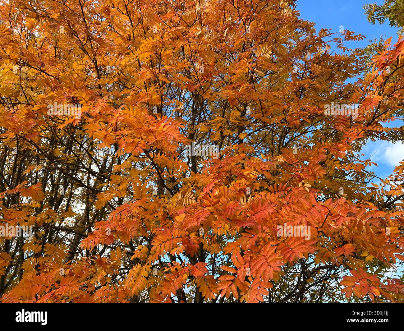 Vibrante fogliame autunnale di un albero di frassino di montagna contro un cielo blu - Immagine stock catturata con smartphone