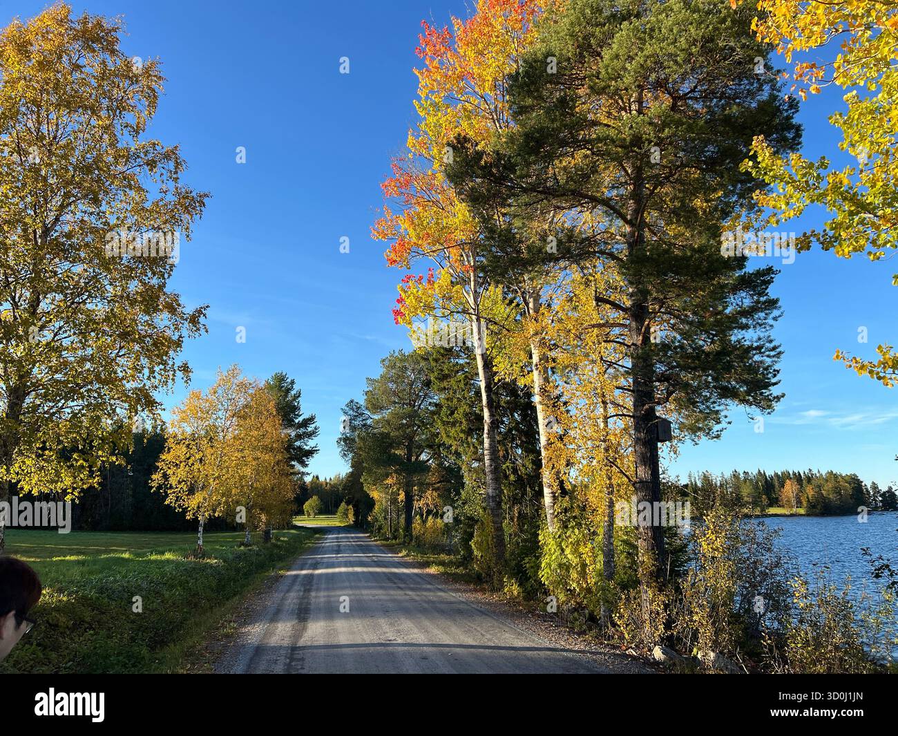 Strada autunnale con alberi colorati e un lago sotto un cielo blu brillante a Jamtland, Svezia - Immagine stock catturata con smartphone