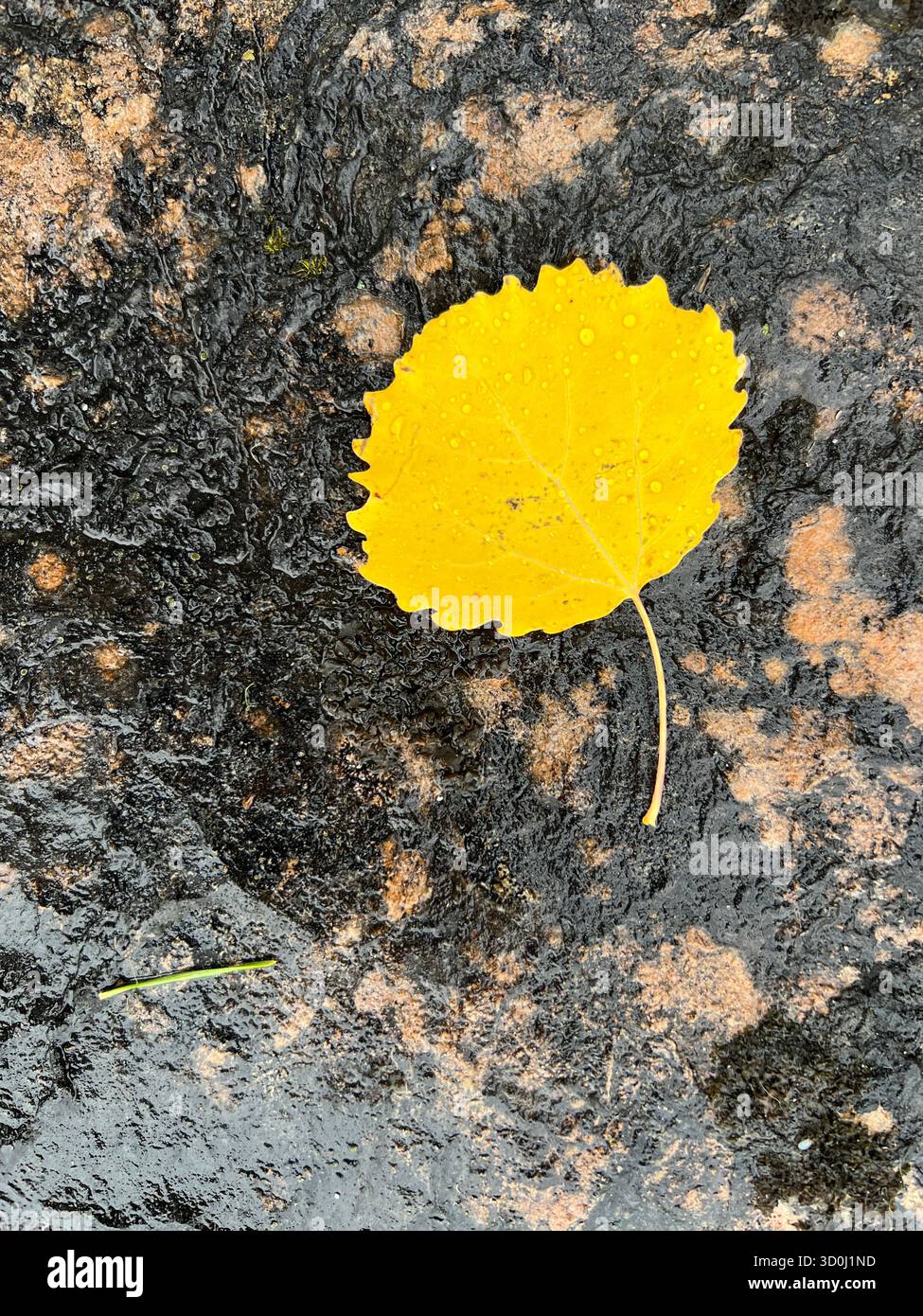 Foglia di aspen giallo brillante su una superficie scura e ruvida in luce naturale Foto Stock