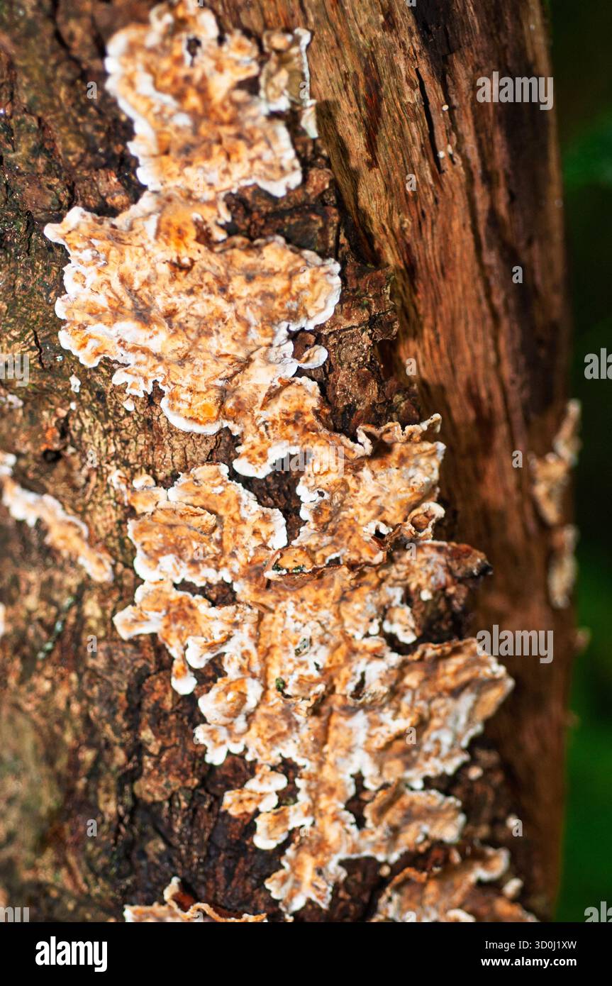 Primo piano del fungo da staffa che cresce sul lato di un albero. Foto Stock