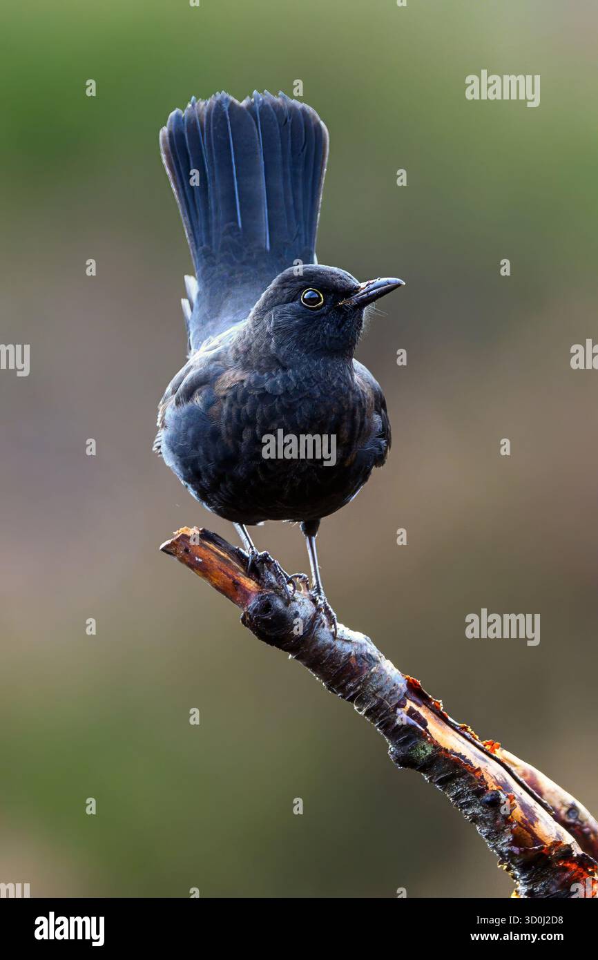 Uccello nero comune (Turdus merula, giovane maschio) proveniente da Marnardal, Norvegia meridionale, nel mese di ottobre. Foto Stock Uccello nero comune (Turdus merula, giovane maschio) proveniente da Marnardal, Norvegia meridionale, nel mese di ottobre. Foto Stock