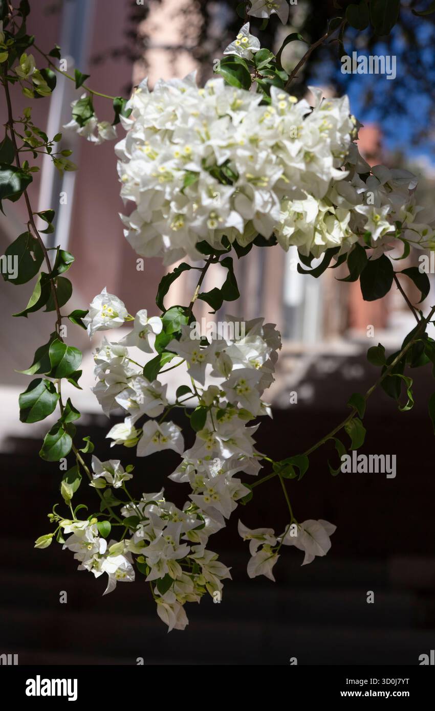La Bougainvillea bianca aggiunge colore alla città di Ermoupoli - Isola di Syros, Isole Cicladi, Grecia Foto Stock
