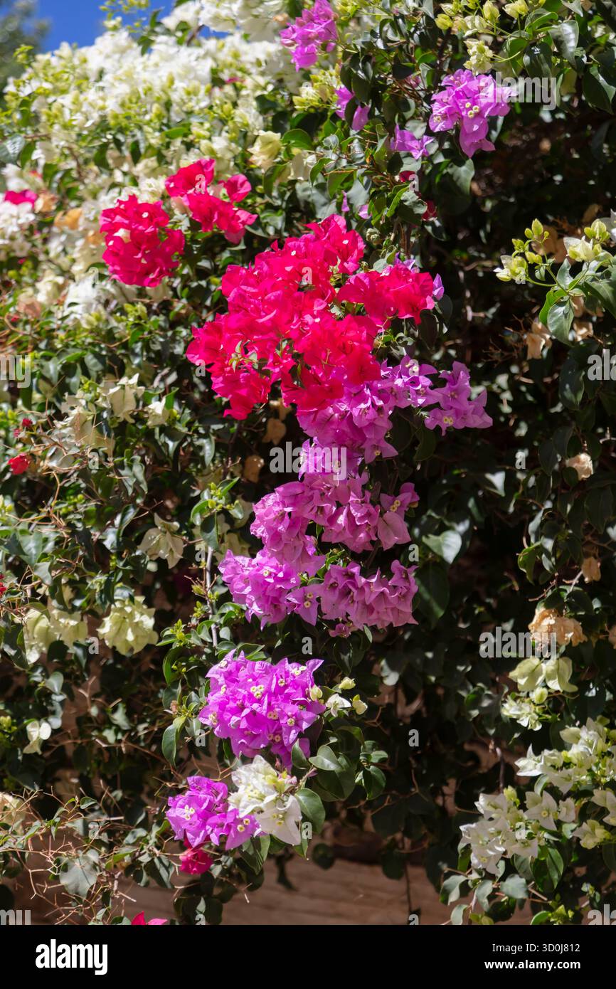 La bouganville aggiunge colore alla città di Ermoupoli - Isola di Syros, Isole Cicladi, Grecia Foto Stock