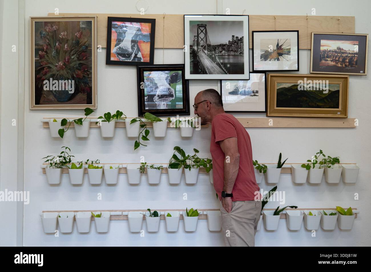 Uomo che esamina le piante da parete sotto le opere d'arte incorniciate all'interno del Reuse Center Kolo a Karlova VES, Bratislava. Foto Stock
