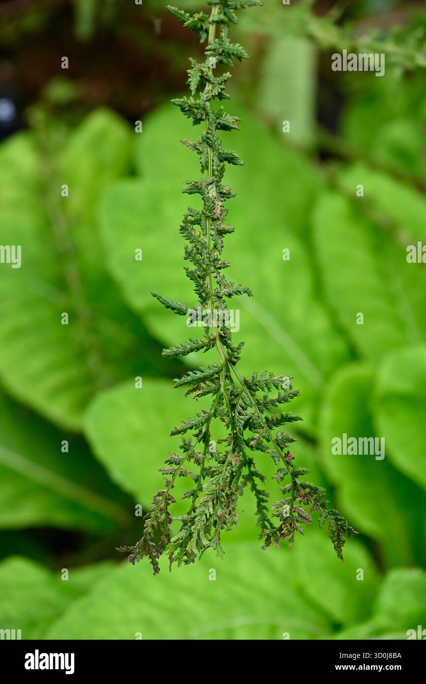 Intricate fronde di Athyrium filix-femina "Angustato-cruciatum Grandiceps" giardino britannico settembre Foto Stock