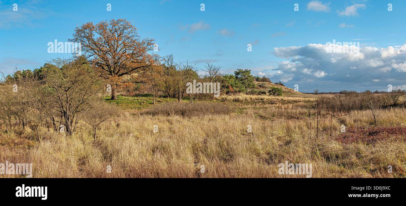 Panorama di una riserva naturale di dune di sabbia nei pressi di Klein Schmölen, Meclemburgo-Pomerania occidentale, Germania Foto Stock