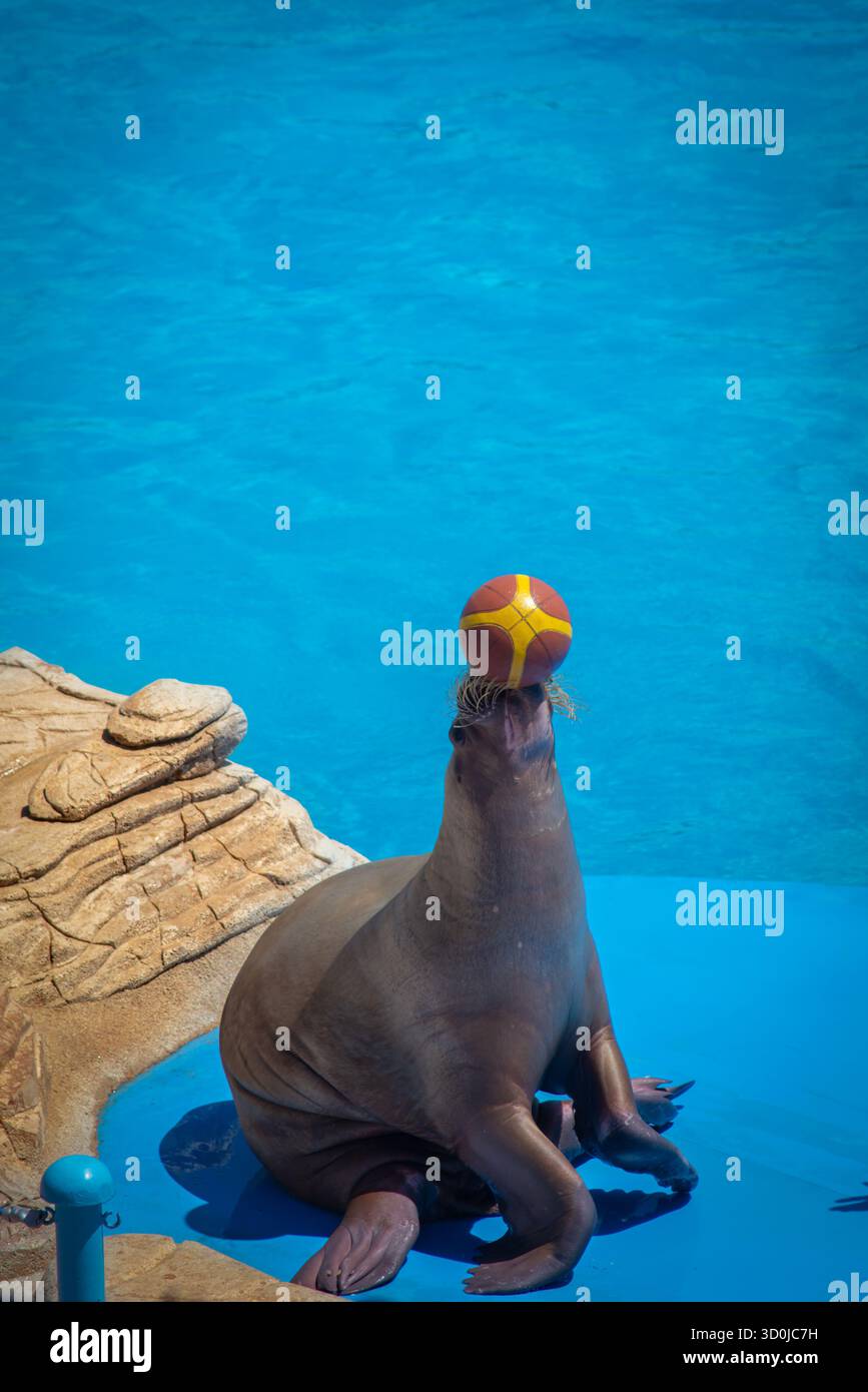 Un tricheco siede su una piattaforma blu presso il delfinarium Hurghada, bilanciando una palla arancione e gialla sul naso accanto al bordo roccioso, con una piscina blu brillante Foto Stock