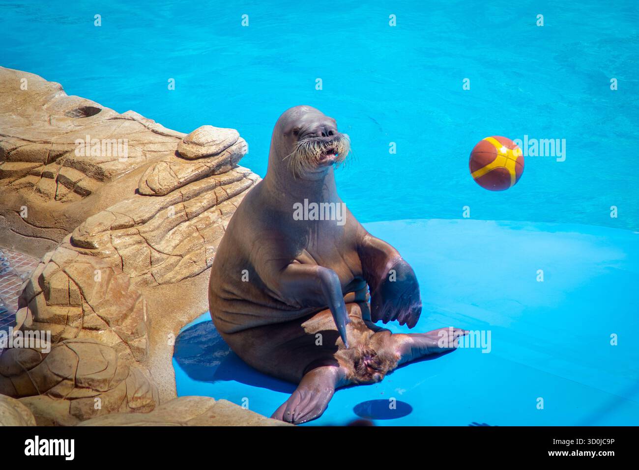 Un tricheco siede su una piattaforma blu vicino alla piscina nel delfinario di Hurghada, bilanciandosi con le pinne, mentre una sfera colorata galleggia nelle vicinanze, incorniciata da rocce Foto Stock