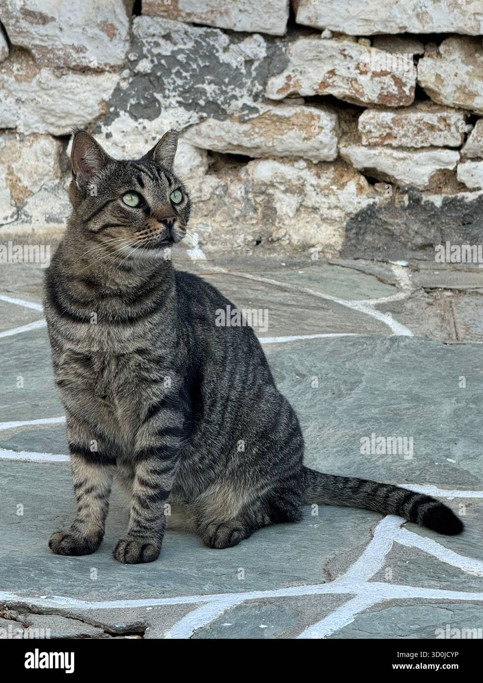 Gatto calico nel villaggio di Chora - Isola di Folegandros, Isole Cicladi, Grecia Foto Stock